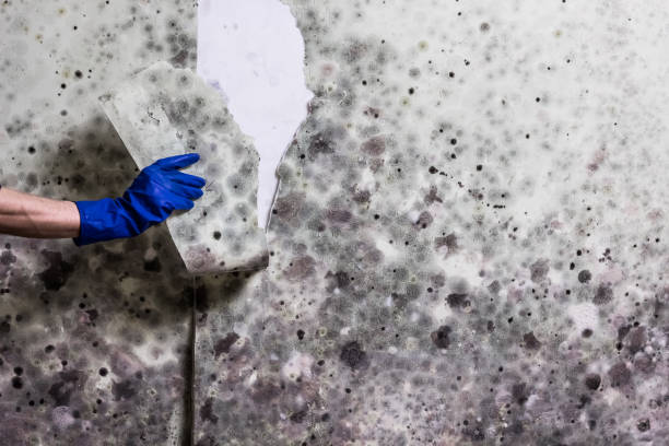 Best Mold Damage Repair  in Fairmont, MN